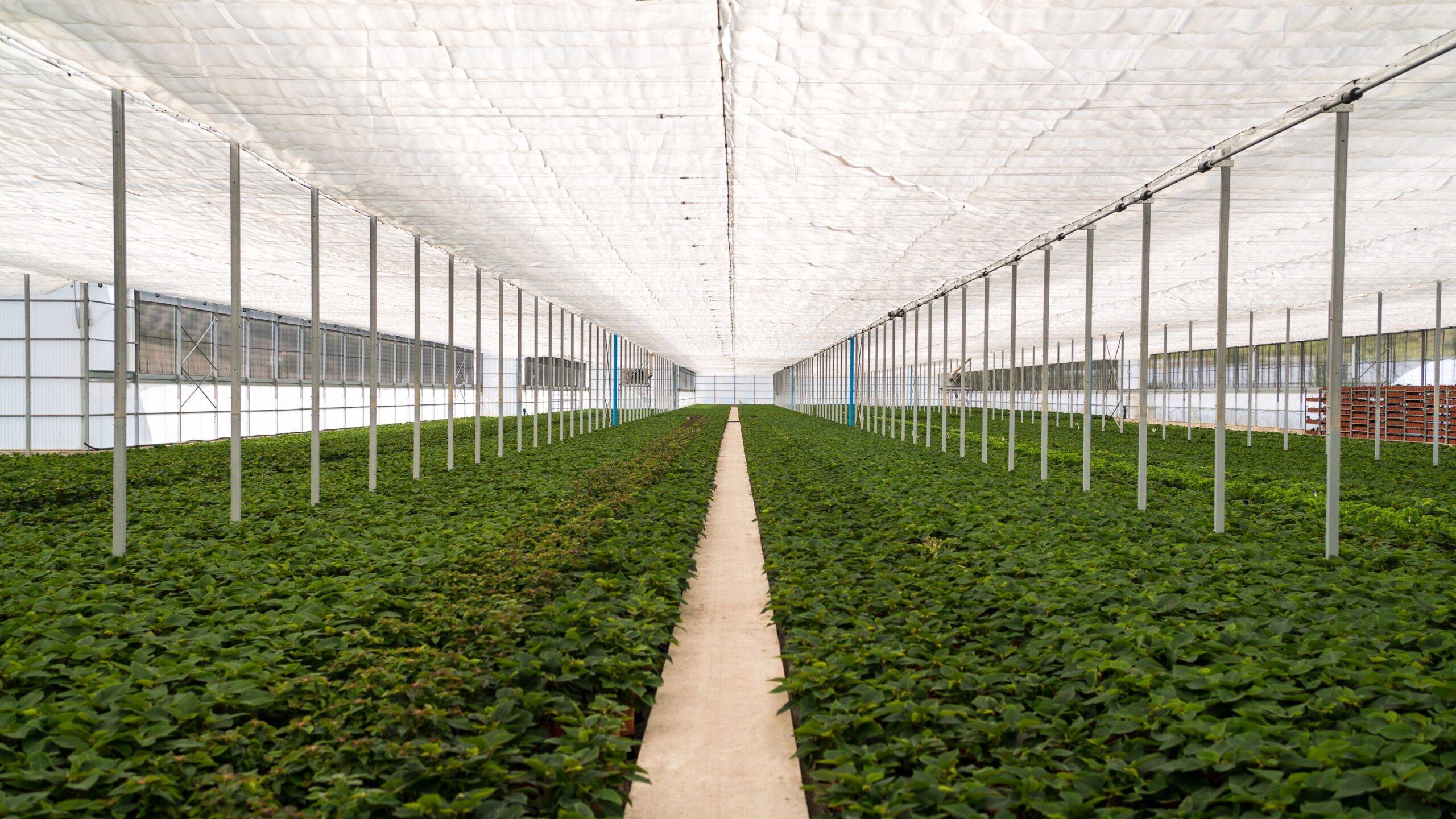 arrigoni agrotextiles Robuxta|arrigoni agrotextiles